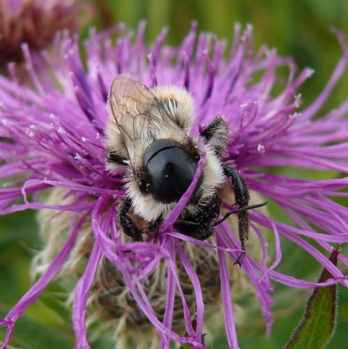Bombus sp.