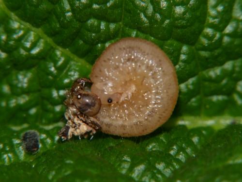 Tenthredopsis sp.