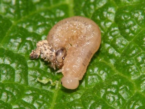 Tenthredopsis sp.