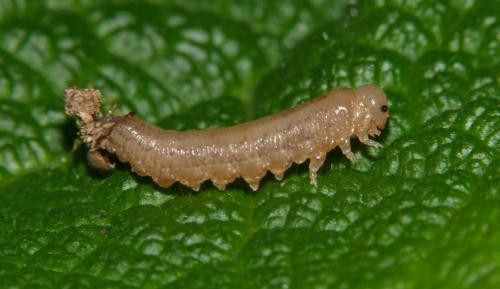 Tenthredopsis sp.