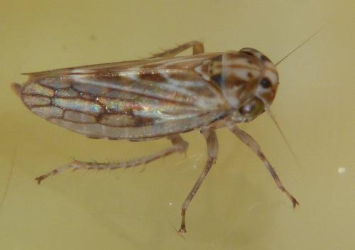 Agallia consobrina