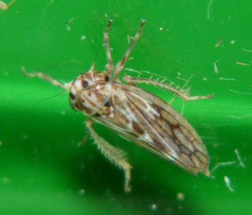 Agallia consobrina