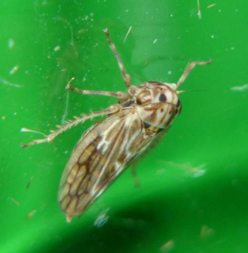 Agallia consobrina