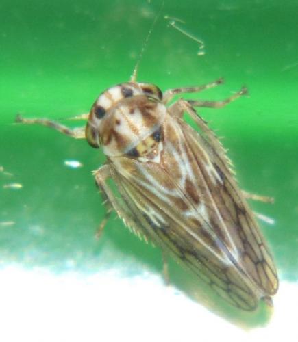 Agallia consobrina