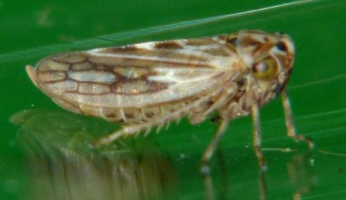Agallia consobrina