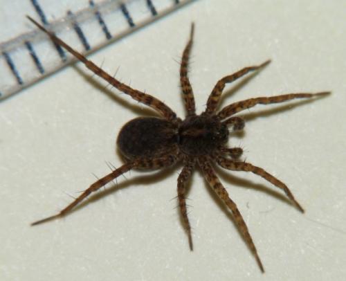 Pardosa sp.