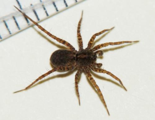 Pardosa sp.