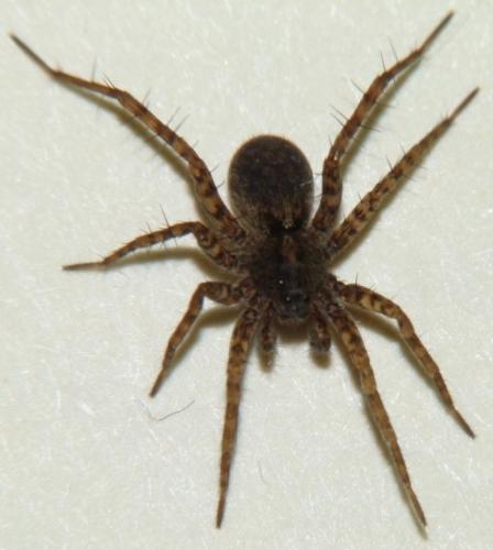 Pardosa sp.