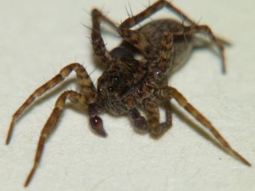 Pardosa sp.