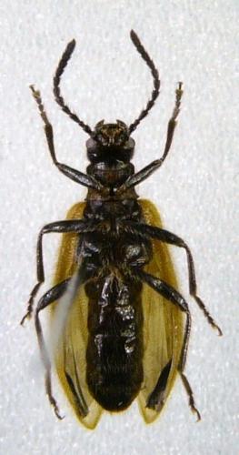 Lagria sp.