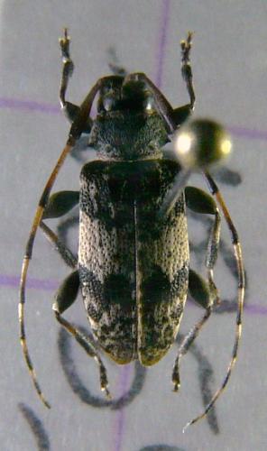 Leiopus sp.