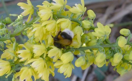 Bombus sp.