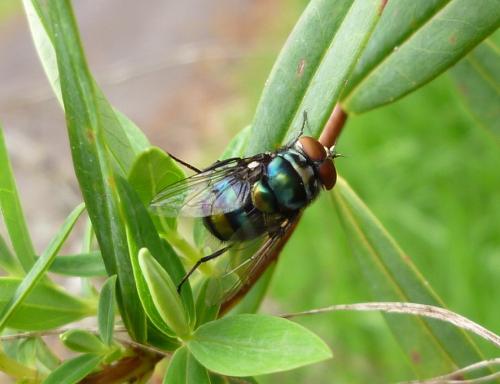 Chrysomya chloropyga