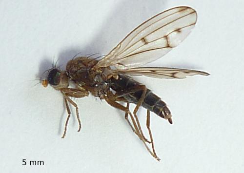 Opomyza sp.