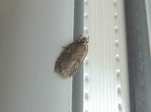 Agonopterix propinquella