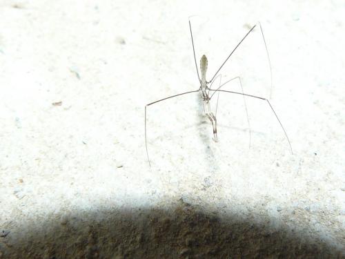 Ploiaria sp.