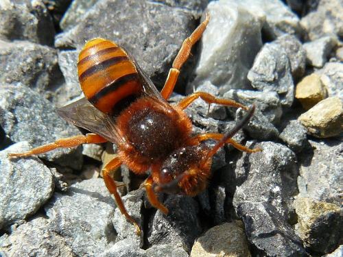 Nomada agrestis