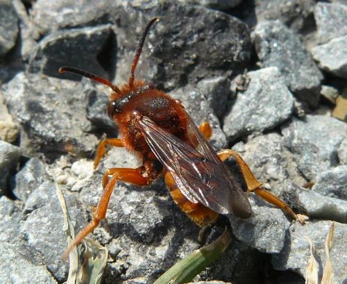 Nomada agrestis
