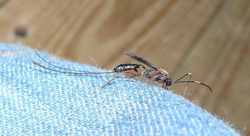 Cryptinae