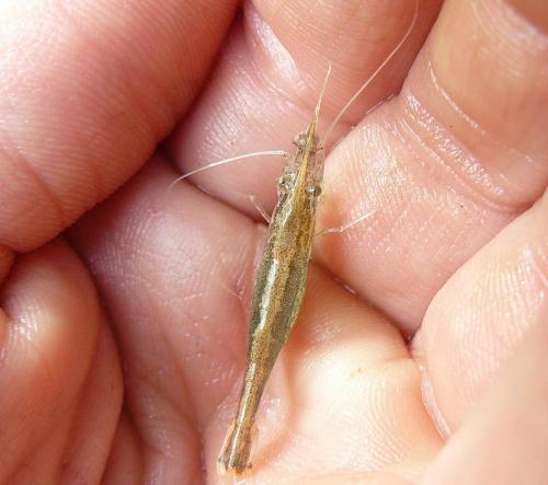 Atyaephyra desmarestii