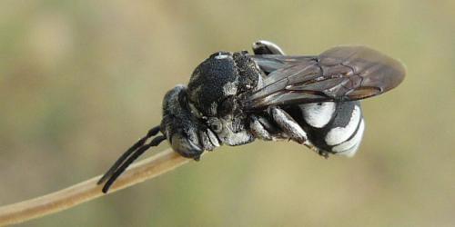 Réf. 80 677 : Triepeolus tristis