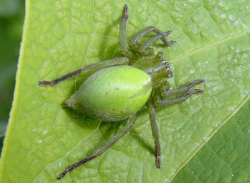 Micrommata ligurina