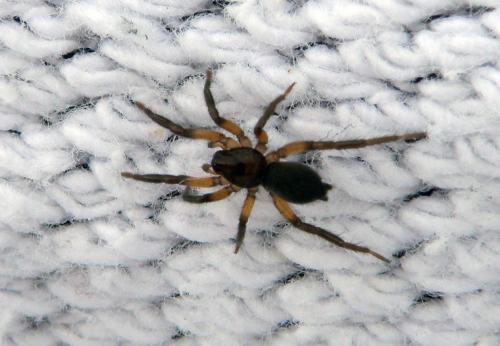 Réf. 80 905 : Gnaphosa sp.