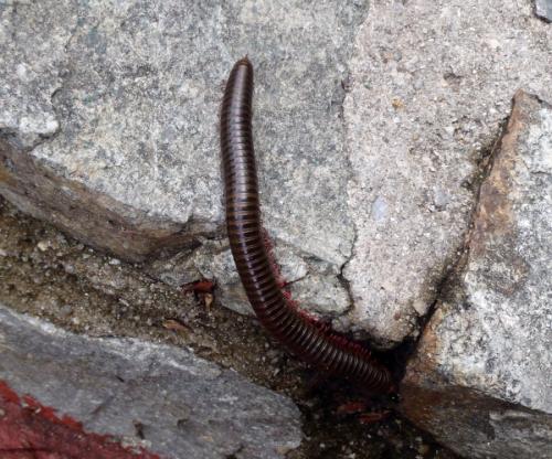 Thyropygus sp.