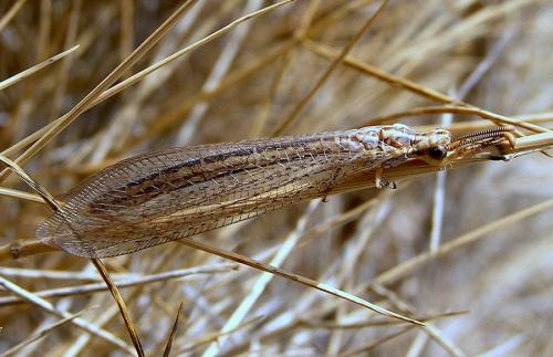 Réf. 80 172 : Macronemurus appendiculatus