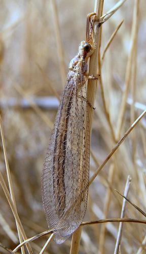 Réf. 80 173 : Macronemurus appendiculatus