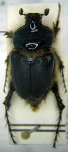 Pachypus demoflysi