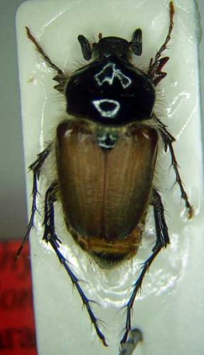 Pachypus melonii