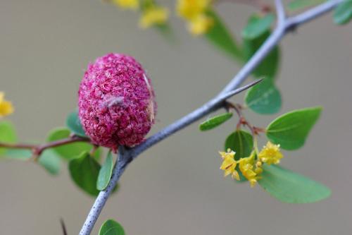 Aceria ghanii