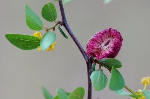 Aceria ghanii