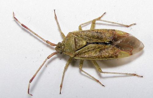 Pantilius tunicatus