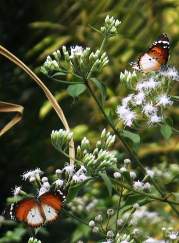 Danaus chrysippus