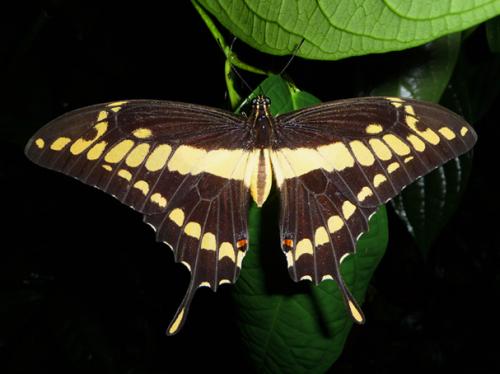Papilio thoas