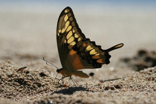 Papilio thoas
