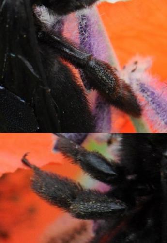 Xylocopa sp.