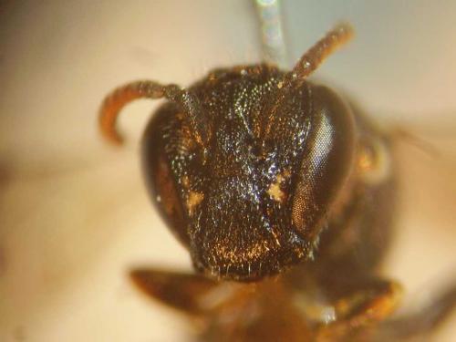 Hylaeus hyalinatus