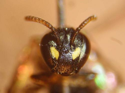 Réf. 80 174 : Hylaeus pictipes