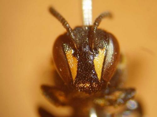 Hylaeus sp.