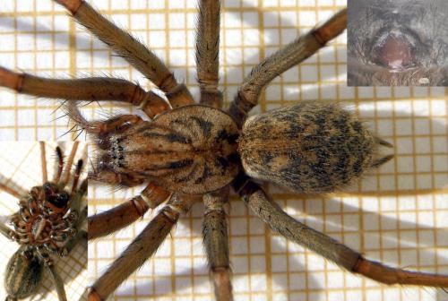 Tegenaria sp.