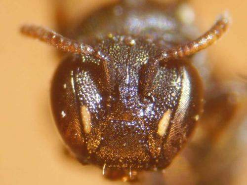 Hylaeus brevicornis