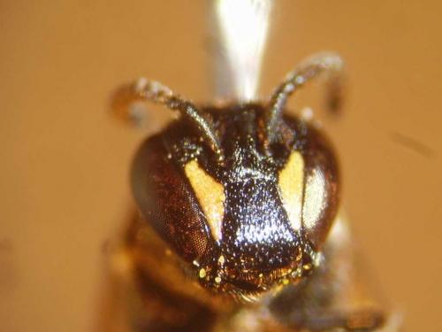 Réf. 80 040 : Hylaeus communis