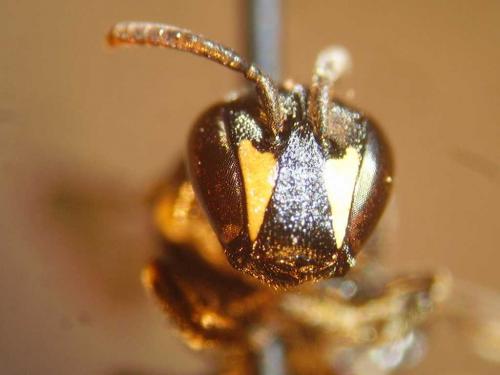Réf. 80 120 : Hylaeus difformis