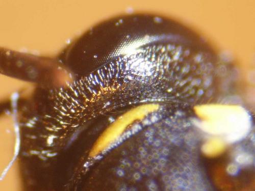 Réf. 80 127 : Hylaeus difformis