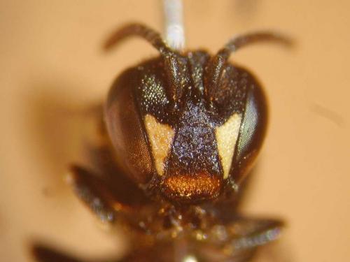 Hylaeus confusus