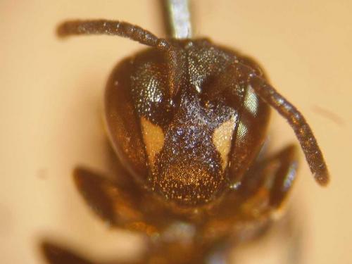 Hylaeus confusus