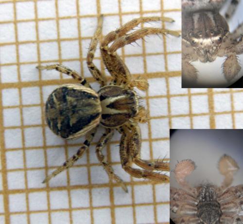 Xysticus sp.